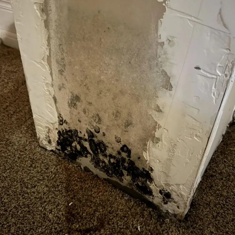 Professional Mold Removal in Charlack, MO
